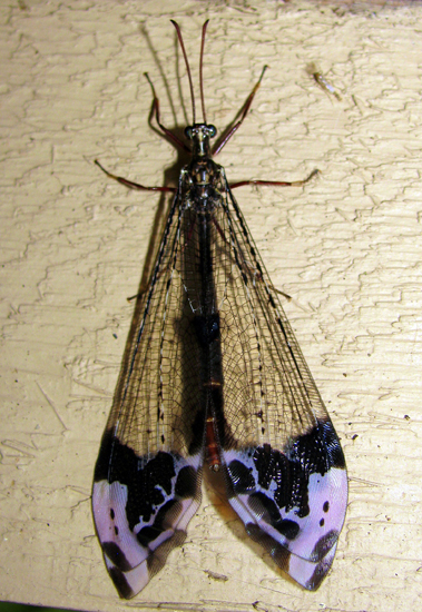 Antlion