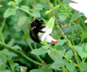 carpenter_bee_ca carpenter bee ca Female Valley Carpenter Bee