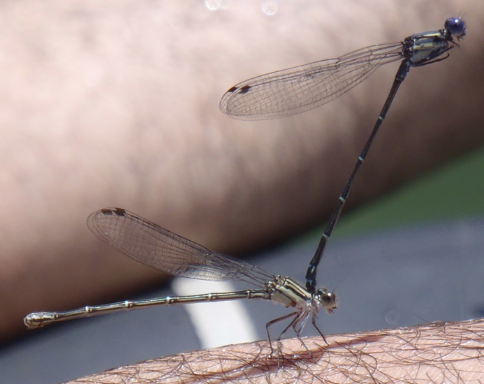 Mating Damselflies: Dusky Dancers