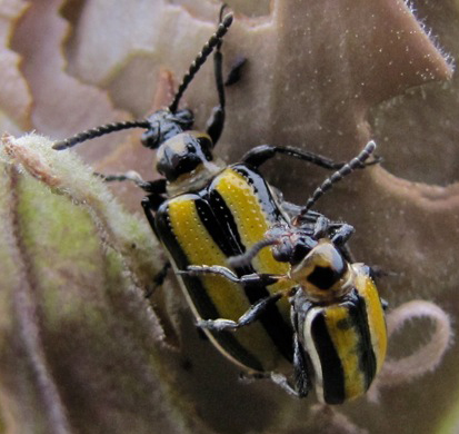 Three Lined Potato Beetle
