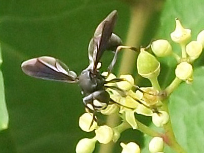 Thick Headed Fly