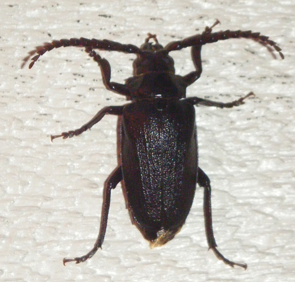 Broad Necked Root Borer