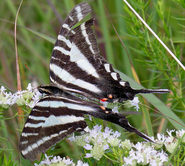 Zebra Swallowtail and Black Swallowtail