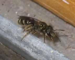 leaf_cutting_bee_paloalto leaf cutting bee paloalto Leaf Cutting Bee