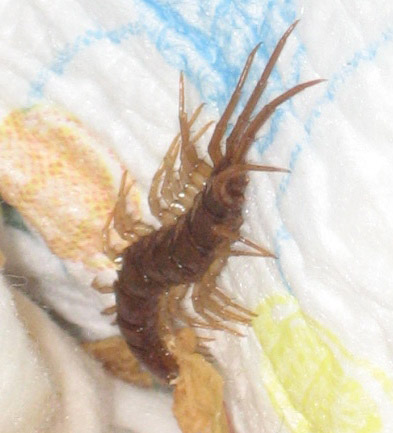 Scary Millipede