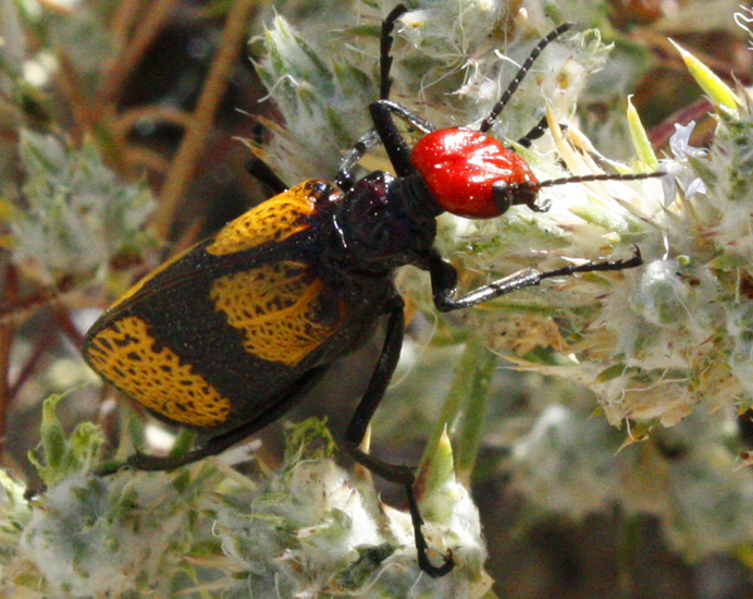 Iron Cross Blister Beetle What's That Bug?