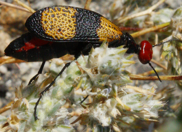 Iron Cross Blister Beetle What's That Bug?