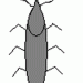 Grain Weevils