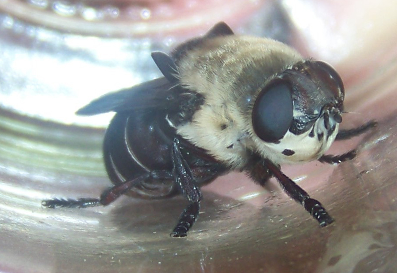 Bot Fly - What's That Bug?