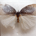 Museum Specimen Flatid Planthopper needs Identification