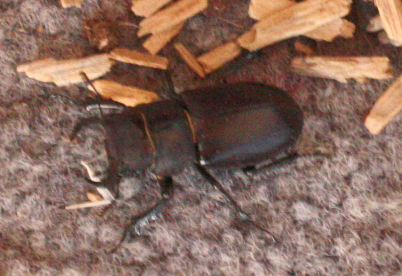 Cottonwood Stag Beetle What's That Bug?