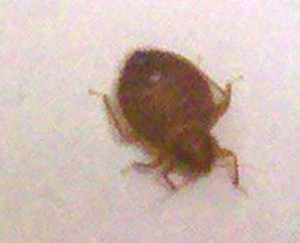 Bed Bug vs Tick Bed Bug vs Tick