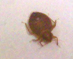 Bed Bug vs Tick