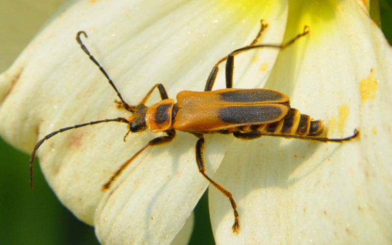 Mating Goldenrod Soldier Beetles What's That Bug?