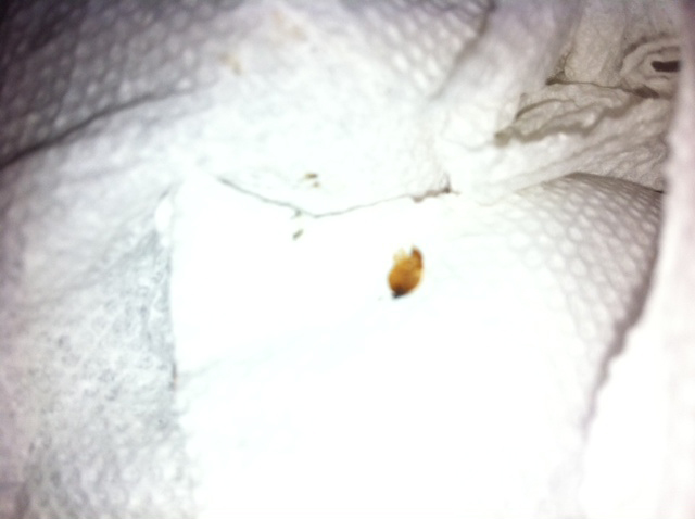 Do Bed Bugs Jump