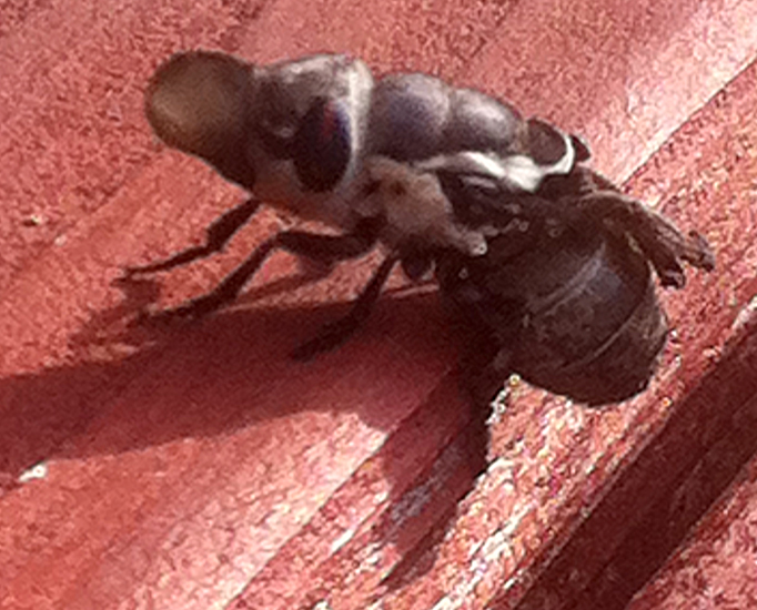 Rabbit Bot Fly What's That Bug?