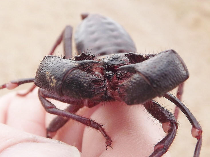 Vinegaroon What's That Bug?