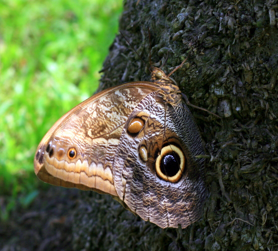 Owl Butterfly from Costa Rica What's That Bug?