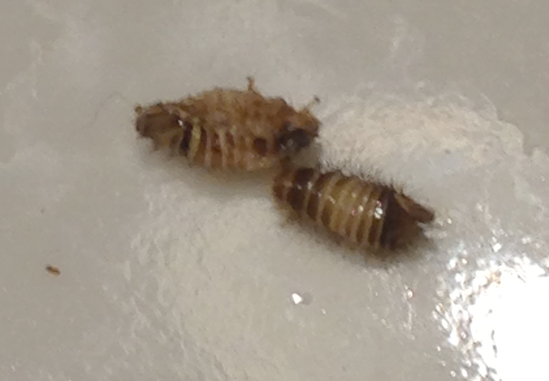 Bed Bug Vs Carpet Beetle Larvae