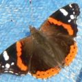 red_admiral_ron
