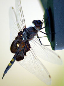 dragonfly saddlebag jagged edged bug dragonflies looks