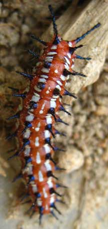 Variegated Fritillary Caterpillar - What's That Bug?