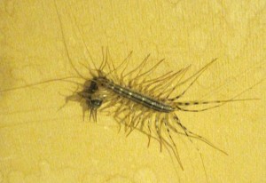 House Centipede Eats Cricket