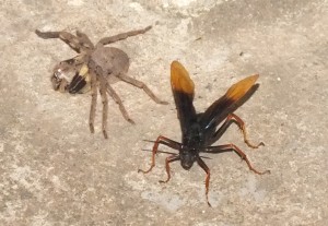Spider Wasp with Rain Spider
