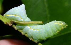 Copper Underwing Caterpillar