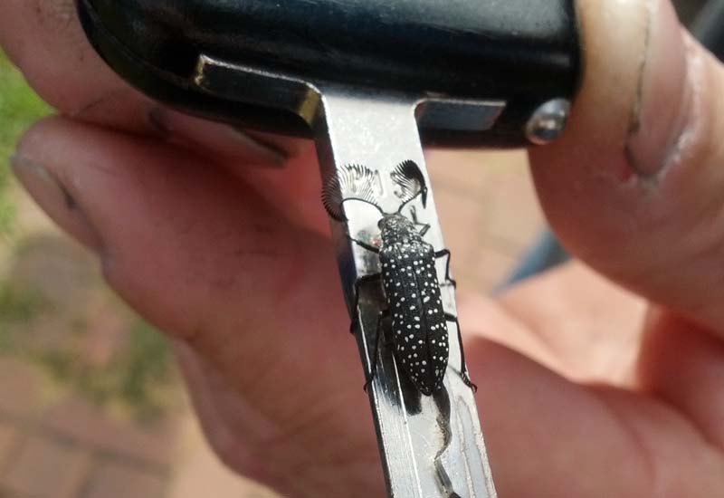 Feather Horned Beetle from Australia What's That Bug?