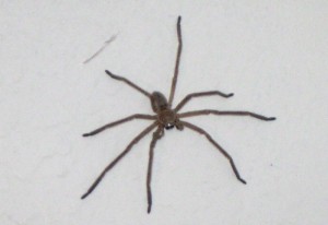 Huntsman Spider