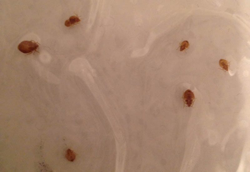 Bed Bugs, including evidence and effects, from Iran