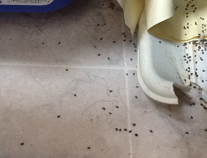 What are the Signs of Carpet Beetles: Quick Detection Guide