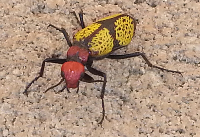 Iron Cross Blister Beetle What's That Bug?