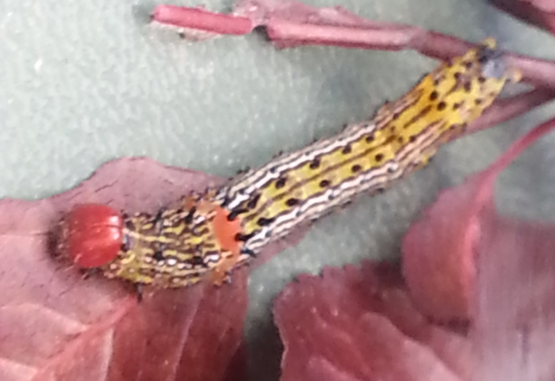 Red Humped Caterpillars What's That Bug?