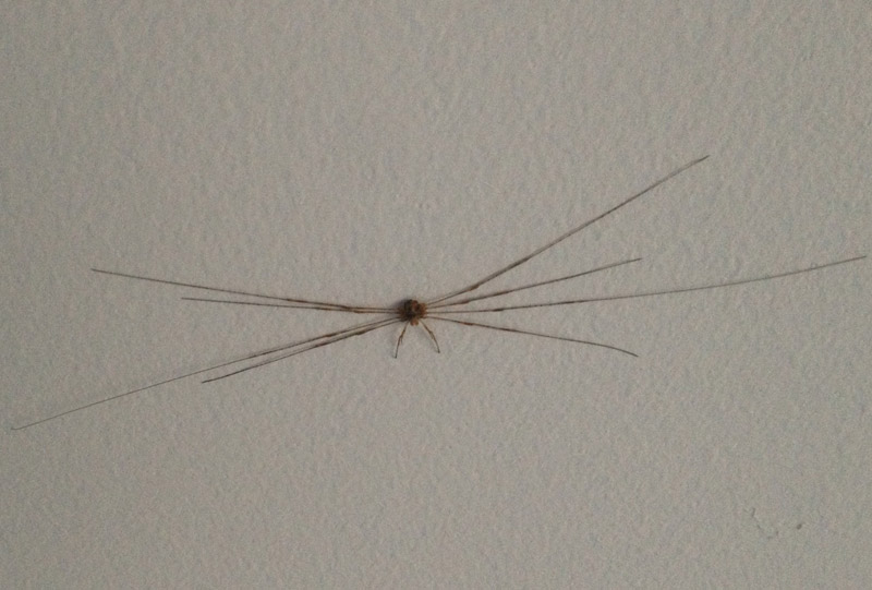 Giant Daddy-long-legs Spider (Araneae (spiders) of the British