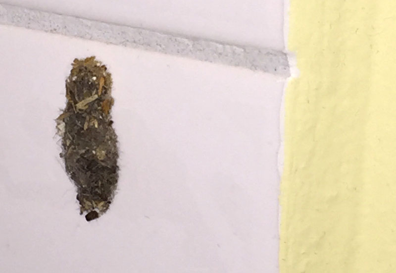 Anyone knows how to get rid of case bearing moths? They keep appearing no  matter how many times I clean the affected toilets. : r/malaysia