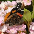 Red Admiral