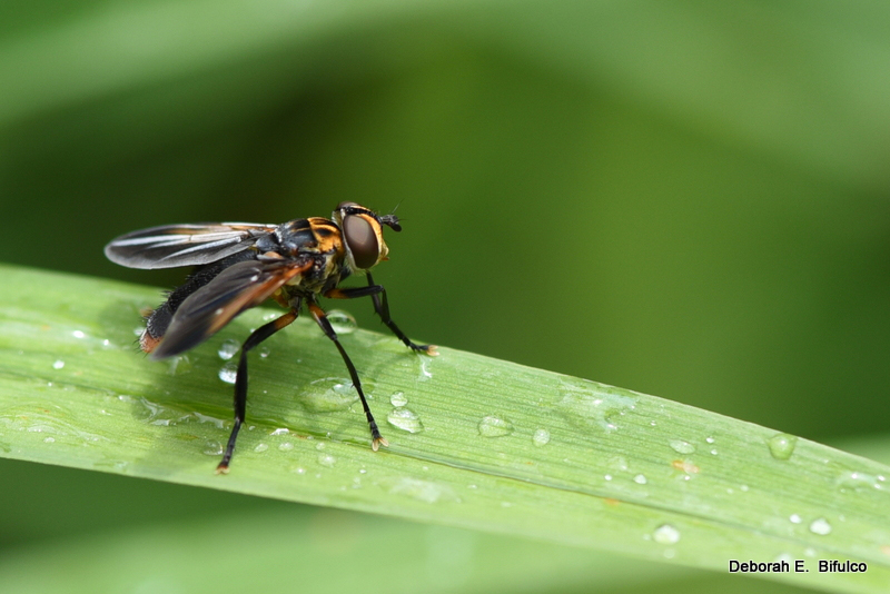Feather Legged Fly What's That Bug?