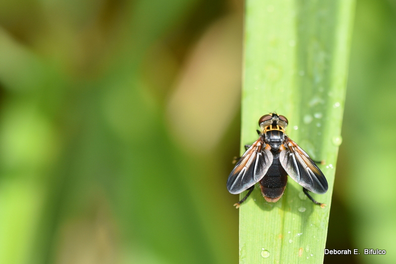 Feather Legged Fly What's That Bug?