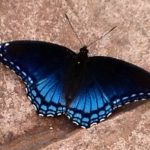 Red Spotted Purple