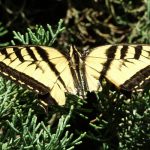 Western Tiger Swallowtail