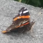 Red Admiral
