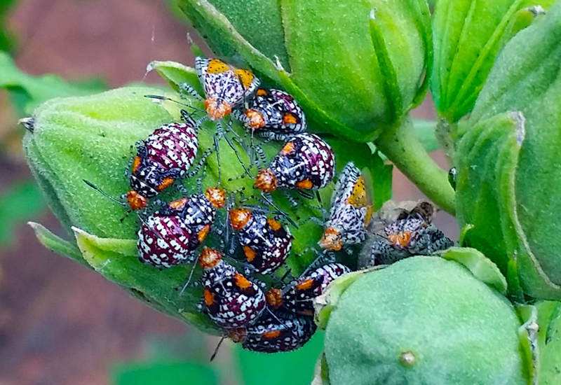 Scentless Plant Bugs What's That Bug?