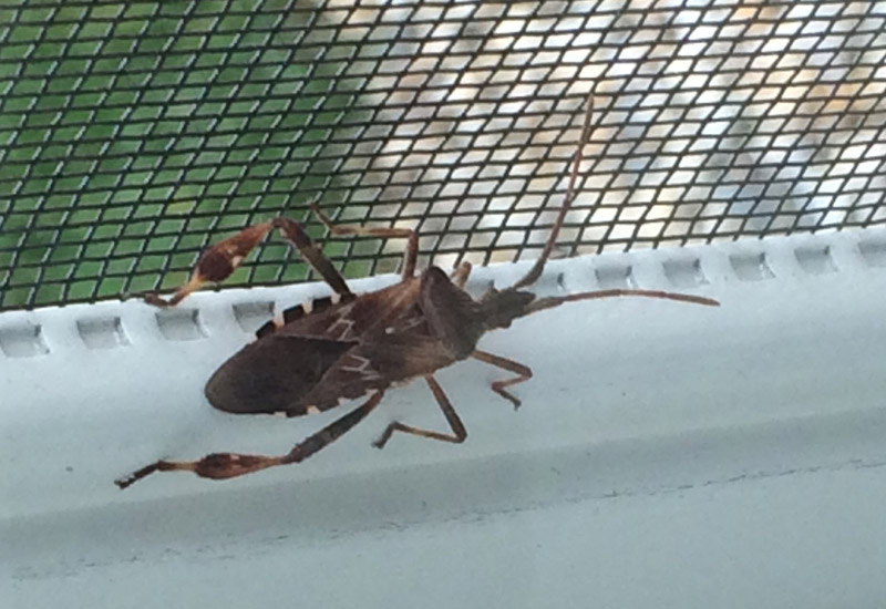 Life Cycle Of Western Conifer Bug