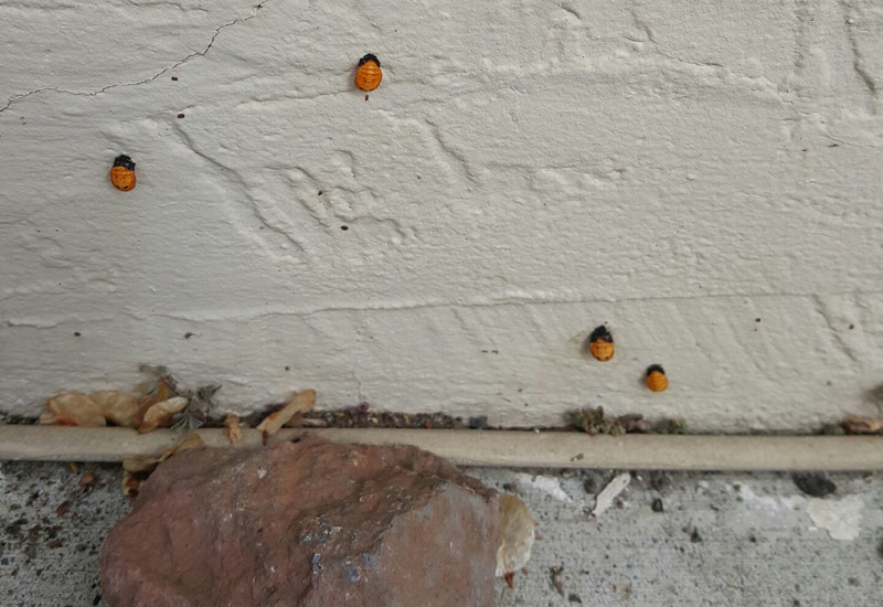Where Do Ladybugs Live How To Find Ladybugs Near You What s That Bug 