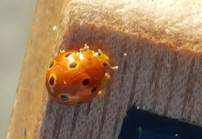 Where Do Ladybugs Live How To Find Ladybugs Near You What s That Bug 