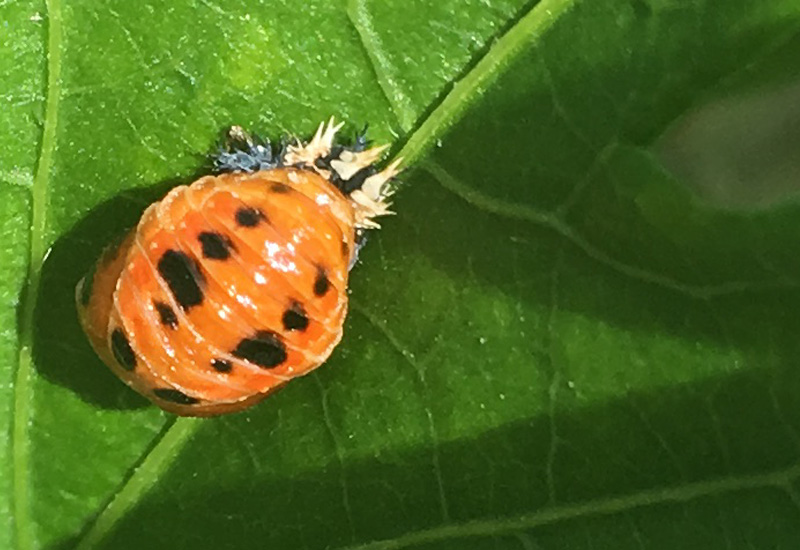 Where Do Ladybugs Live How To Find Ladybugs Near You What s That Bug 