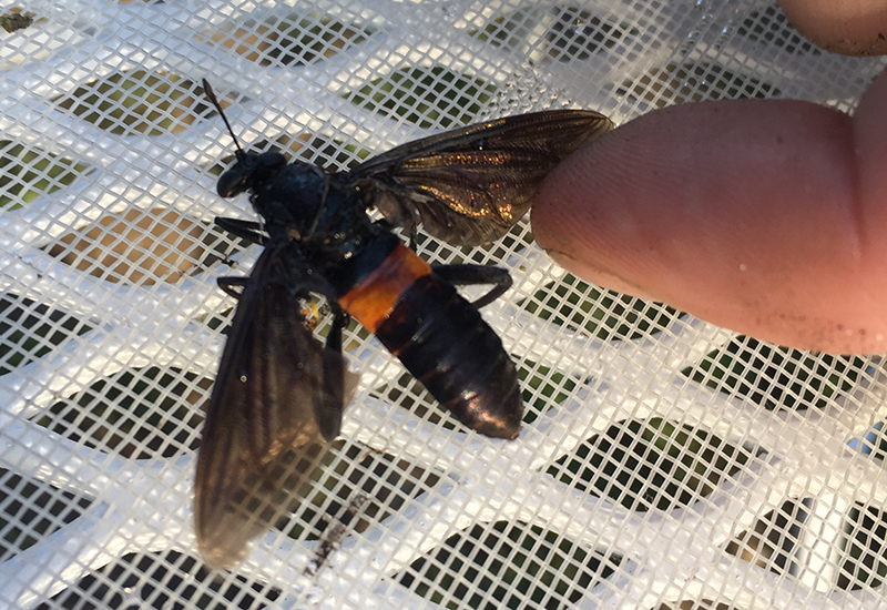 Mydas Fly Symbolism