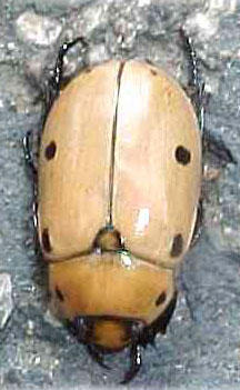 beetle grapevine bug grape whatsthatbug shiny aurella